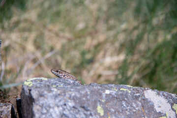 Lagartija en roca