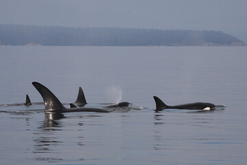 Schwertwal - Orca / Killer whale / Orcinus orca © Ludwig