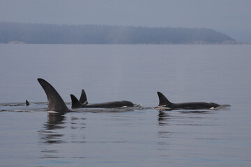 Schwertwal - Orca / Killer whale / Orcinus orca © Ludwig