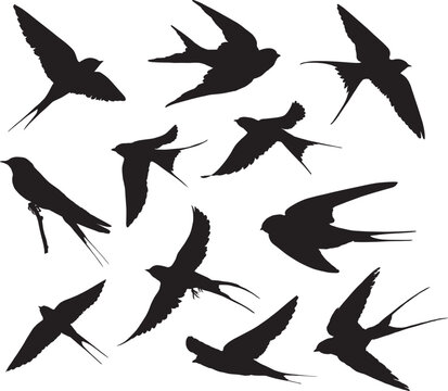 Swallows silhouette