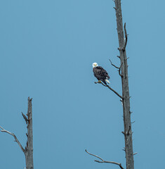 Bald eagle perched on branch of dead tree