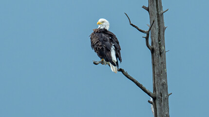 Bald eagle perched on branch of dead tree