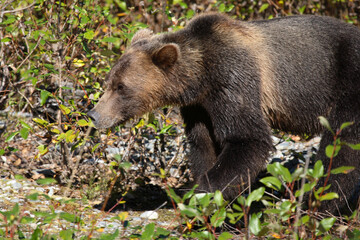 Graubär / Grizzly bear/ Ursus arctos horibilis