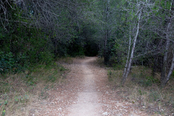 Paisaje. Camino atravesando un bosque