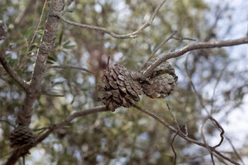 Piñas secas en el árbol