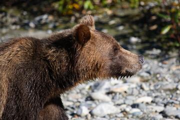 Graubär / Grizzly bear/ Ursus arctos horibilis