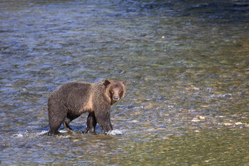Graubär / Grizzly bear/ Ursus arctos horibilis