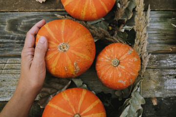 Pumpkins harvest. Seasonal autumn food. Hand of female farmer holds ripe pumpkin. 