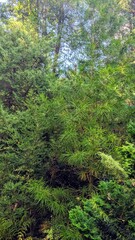 Pine tree in the park