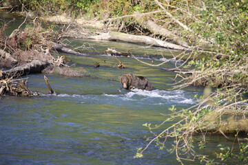 Graubär / Grizzly bear/ Ursus arctos horibilis