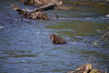 Graubär / Grizzly bear/ Ursus arctos horibilis