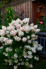 Rispenhortensie in voller Blüte