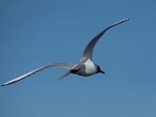 Seagul flying in the sky shot from back