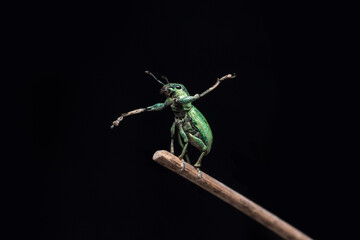 Green Immigrant Leaf Weevil standing in a tree Branch in black background stock photo