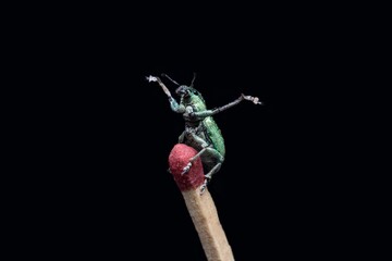 Green Immigrant Leaf Weevil standing on a match stick and posing on black background stock photo