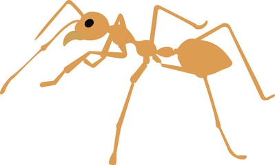 Red imported fire ant, Action of fire ant. 