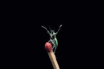 Green Immigrant Leaf Weevil standing on a match stick in black background stock photo