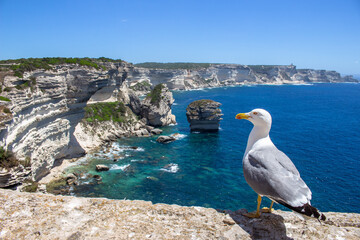 Goéland de Bonifacio