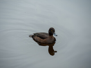Crested duck female in the pond with yellow eye