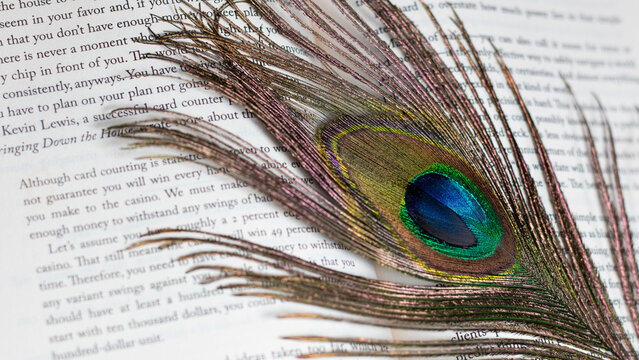 Peacock Feather and book hi-res closeup stock photography and image