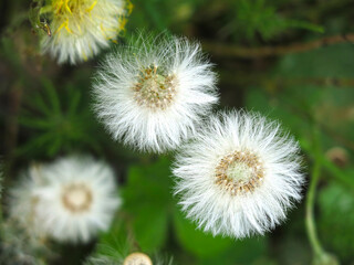 mother-and-stepmother (tussilago Asteraceae) blooms and turns into fluffy seeds