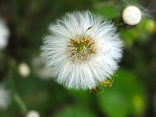 mother-and-stepmother (tussilago Asteraceae) blooms and turns into fluffy seeds