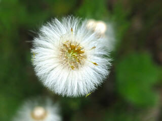 mother-and-stepmother (tussilago Asteraceae) blooms and turns into fluffy seeds