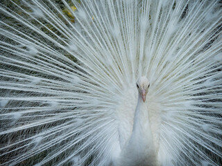 rare White female peacock with fluffed tail