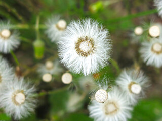 mother-and-stepmother (tussilago Asteraceae) blooms and turns into fluffy seeds