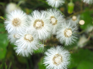mother-and-stepmother (tussilago Asteraceae) blooms and turns into fluffy seeds