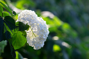 Blooming hydrangea in the park in the rays of the rising sun.