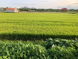 field