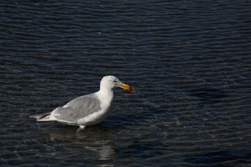 Westmöwe / Western gull / Larus occidentalis..