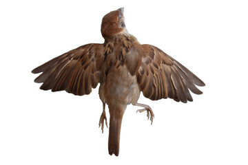 Dead bird corpse lying outdoors isolated on white background.  (World Ecology Concept)             