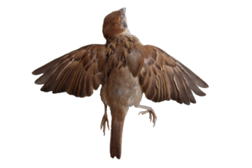 Dead bird corpse lying outdoors isolated on white background.  (World Ecology Concept)             