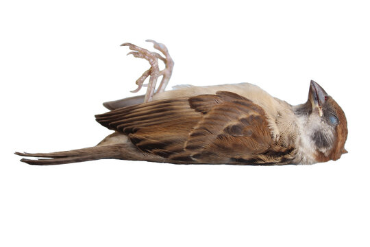 Dead bird corpse lying outdoors isolated on white background.  (World Ecology Concept)             
