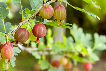 Ripening gooseberries hang on a branch of a garden bush.