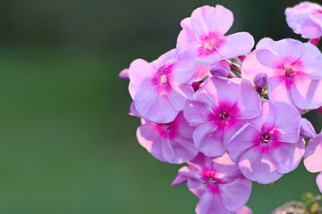 Fototapeta na wymiar Inflorescences of a flowering plant of pink phlox with morning dew drops.