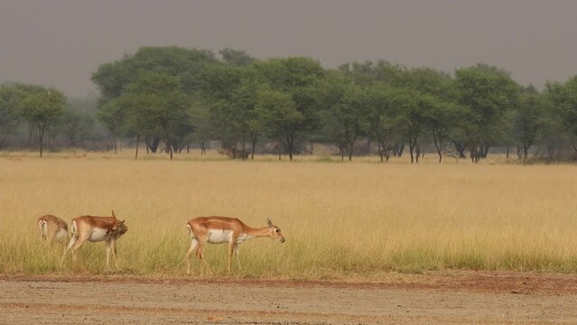 wide shot of blackbuck or antilope cervicapra herd grazing and walking in natural scenic landscape background at grassland habitat of velavadar national park gujrat india asia