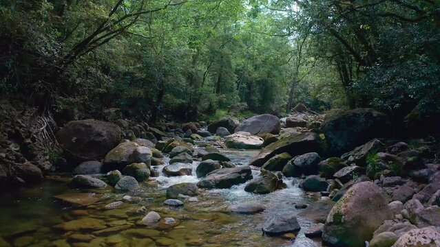 Tropical nature of Daintree Rainforest national park. Mossman Gorge river stream