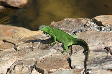Green Iguana
