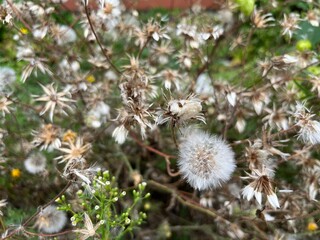 flowers of a thistle