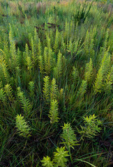 681-63 Goldenrod Before the Bloom