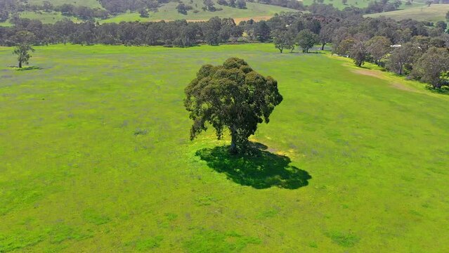 Green grass meadow and big old tree in the middle of field aerial view