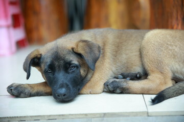 Brown Puppy in the garden looking to the camera with adorable eyes while resting on the ground
