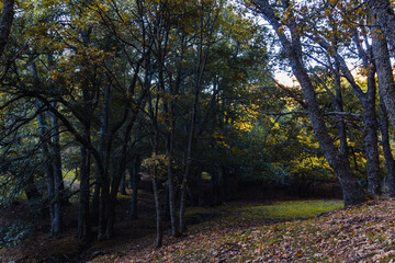 Autumn landscape with golden tree leaves in a magical forest. Selective focus.