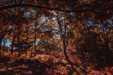 Fototapeta premium Autumn landscape with golden tree leaves in a magical forest. Selective focus.