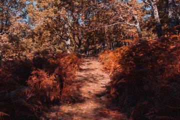 Autumn landscape with golden tree leaves in a magical forest. Selective focus.