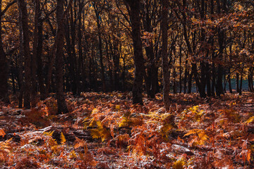 Autumn landscape with golden tree leaves in a magical forest. Selective focus.