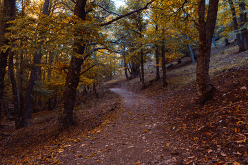 Path in a chestnut forest in autumn with golden leaves on the trees. Selective focus.